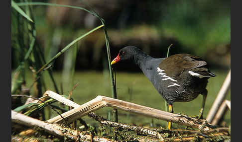 Teichralle (Gallinula chloropus)