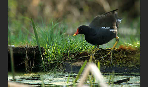 Teichralle (Gallinula chloropus)