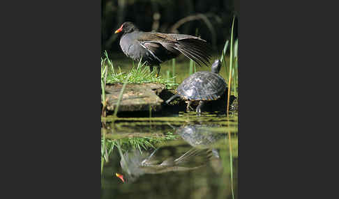 Teichralle (Gallinula chloropus)