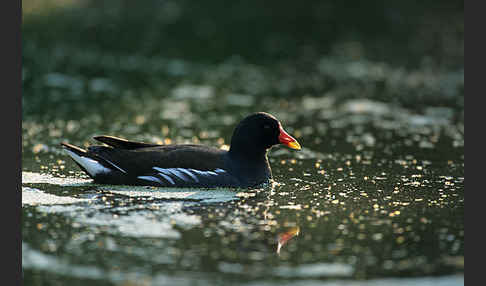 Teichralle (Gallinula chloropus)