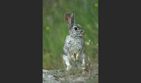 Wildkaninchen (Oryctolagus cuniculus)