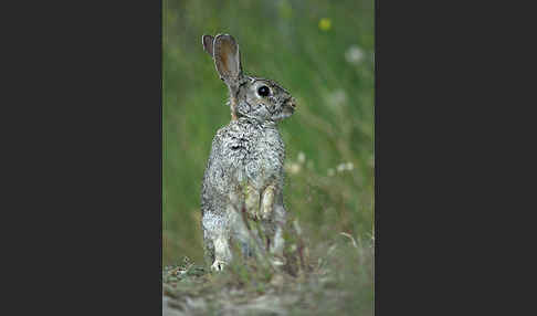 Wildkaninchen (Oryctolagus cuniculus)