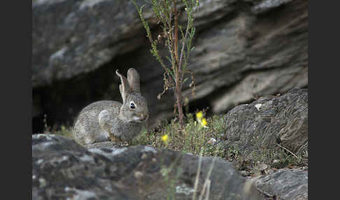 Wildkaninchen (Oryctolagus cuniculus)