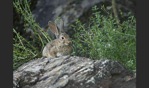 Wildkaninchen (Oryctolagus cuniculus)