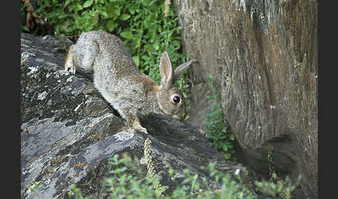 Wildkaninchen (Oryctolagus cuniculus)