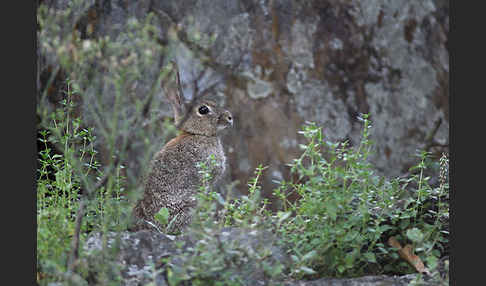 Wildkaninchen (Oryctolagus cuniculus)