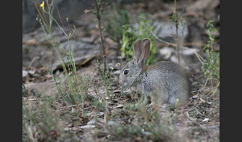 Wildkaninchen (Oryctolagus cuniculus)