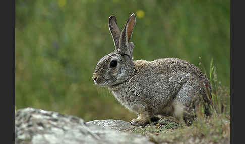 Wildkaninchen (Oryctolagus cuniculus)