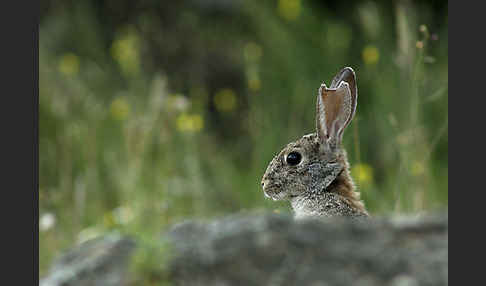 Wildkaninchen (Oryctolagus cuniculus)