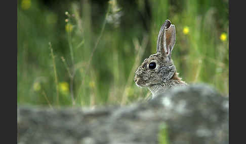 Wildkaninchen (Oryctolagus cuniculus)