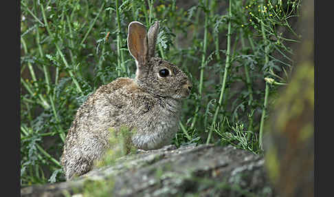 Wildkaninchen (Oryctolagus cuniculus)