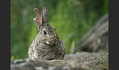 Wildkaninchen (Oryctolagus cuniculus)