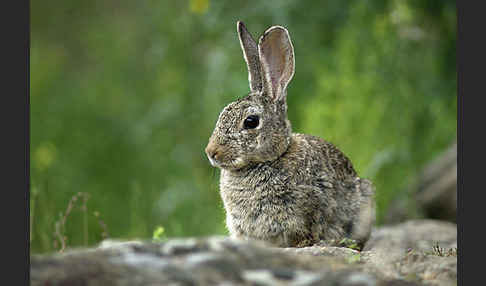 Wildkaninchen (Oryctolagus cuniculus)