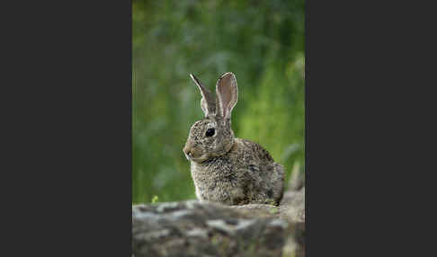 Wildkaninchen (Oryctolagus cuniculus)