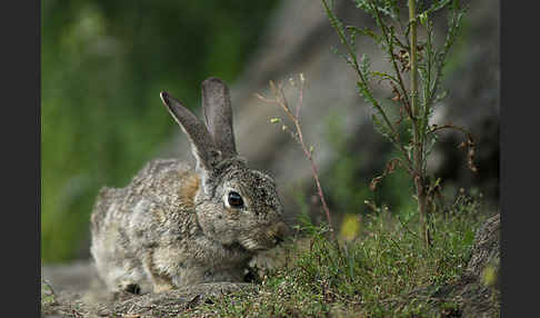 Wildkaninchen (Oryctolagus cuniculus)