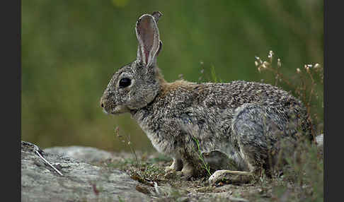 Wildkaninchen (Oryctolagus cuniculus)