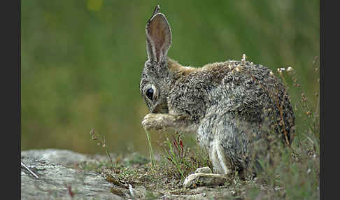 Wildkaninchen (Oryctolagus cuniculus)