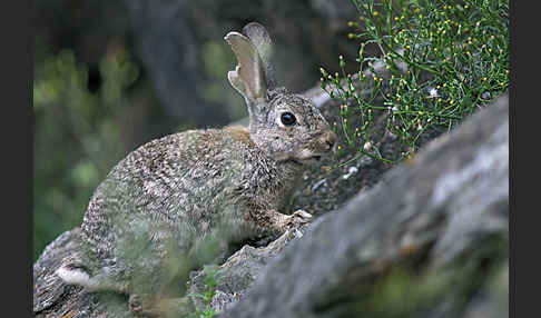 Wildkaninchen (Oryctolagus cuniculus)