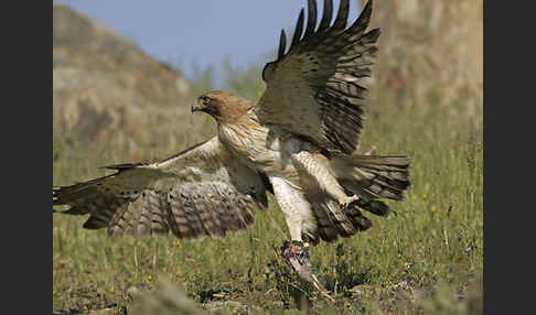 Zwergadler (Aquila pennata)