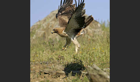 Zwergadler (Aquila pennata)