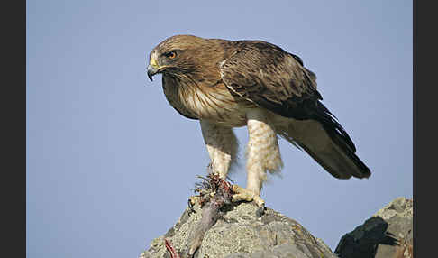 Zwergadler (Aquila pennata)