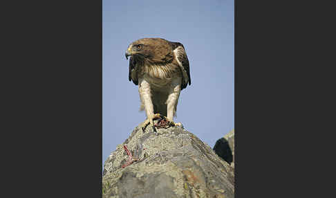 Zwergadler (Aquila pennata)