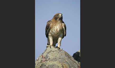 Zwergadler (Aquila pennata)