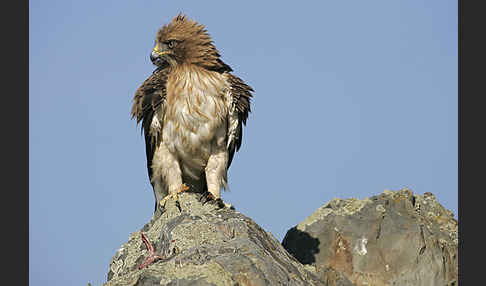 Zwergadler (Aquila pennata)