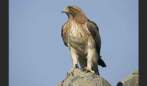 Zwergadler (Aquila pennata)