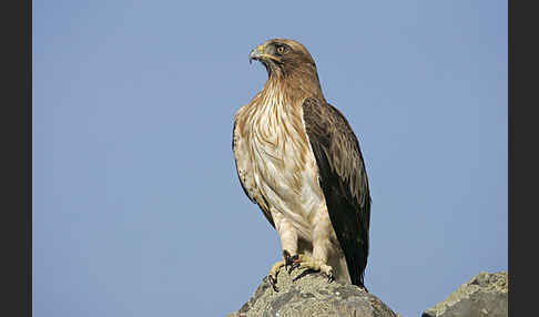 Zwergadler (Aquila pennata)