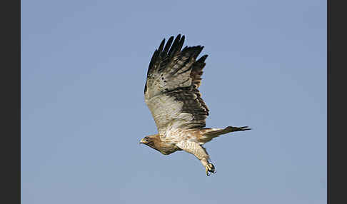 Zwergadler (Aquila pennata)