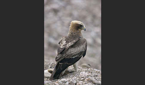 Zwergadler (Aquila pennata)