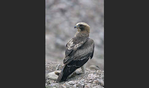 Zwergadler (Aquila pennata)