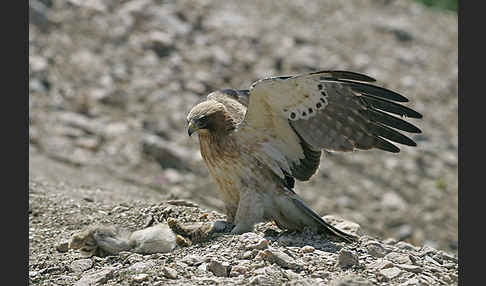 Zwergadler (Aquila pennata)