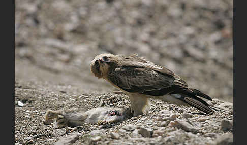 Zwergadler (Aquila pennata)