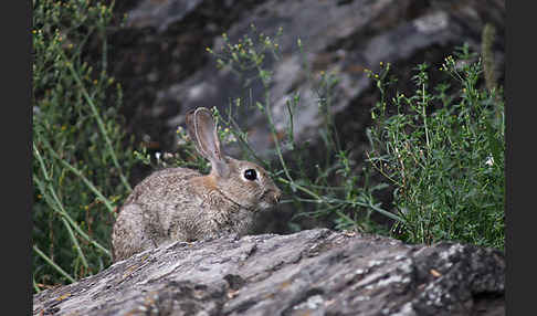 Wildkaninchen (Oryctolagus cuniculus)