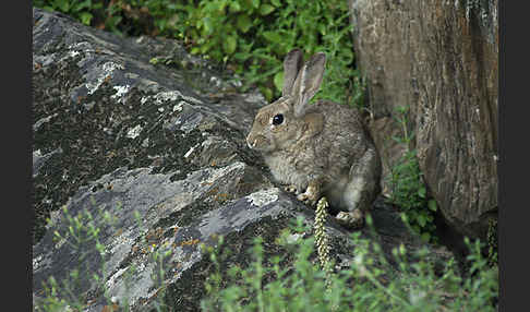 Wildkaninchen (Oryctolagus cuniculus)