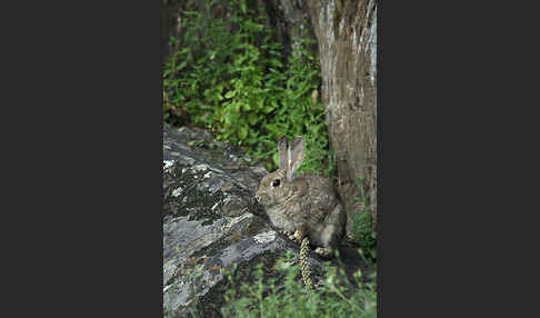 Wildkaninchen (Oryctolagus cuniculus)