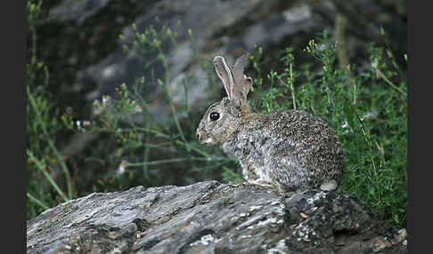 Wildkaninchen (Oryctolagus cuniculus)