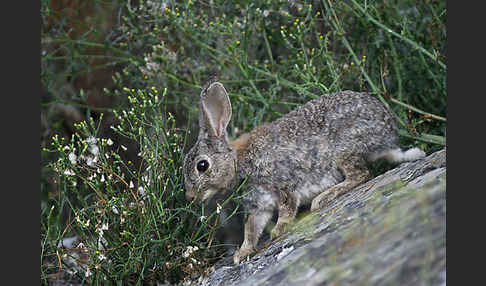 Wildkaninchen (Oryctolagus cuniculus)