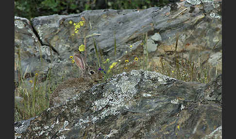 Wildkaninchen (Oryctolagus cuniculus)