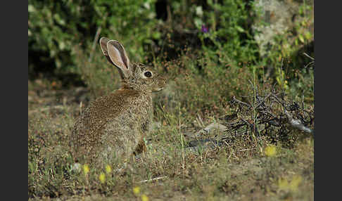 Wildkaninchen (Oryctolagus cuniculus)