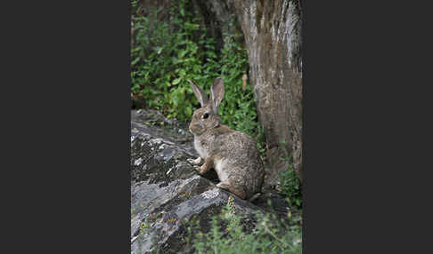 Wildkaninchen (Oryctolagus cuniculus)