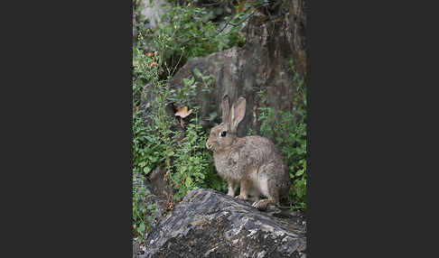 Wildkaninchen (Oryctolagus cuniculus)