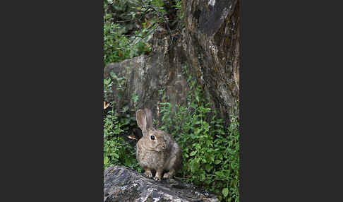 Wildkaninchen (Oryctolagus cuniculus)