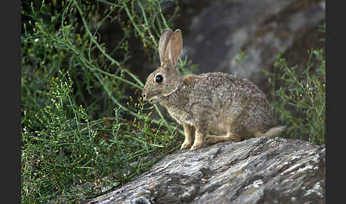 Wildkaninchen (Oryctolagus cuniculus)