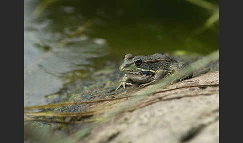 Iberischer Wasserfrosch (Rana perezi)