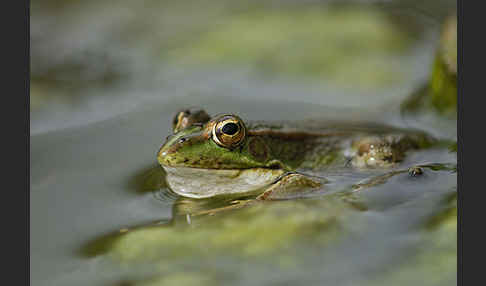 Iberischer Wasserfrosch (Rana perezi)