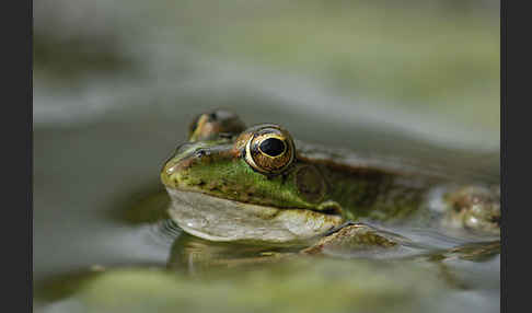 Iberischer Wasserfrosch (Rana perezi)