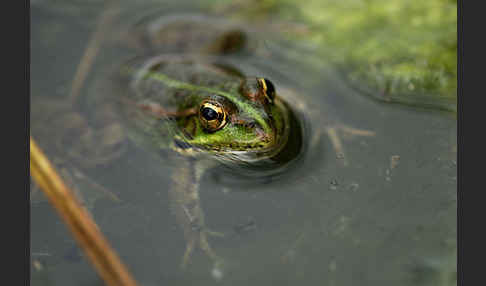 Iberischer Wasserfrosch (Rana perezi)